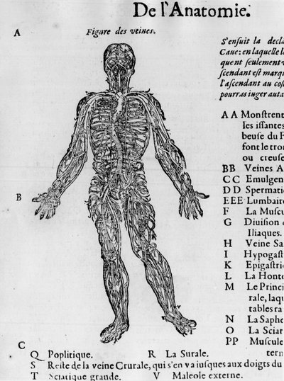 Az emberi test vágása: a vérrendszer, a vénák. -Ambroise Paré „Orvostudományi traktátusában”, 1560 körül. alkotó: French School