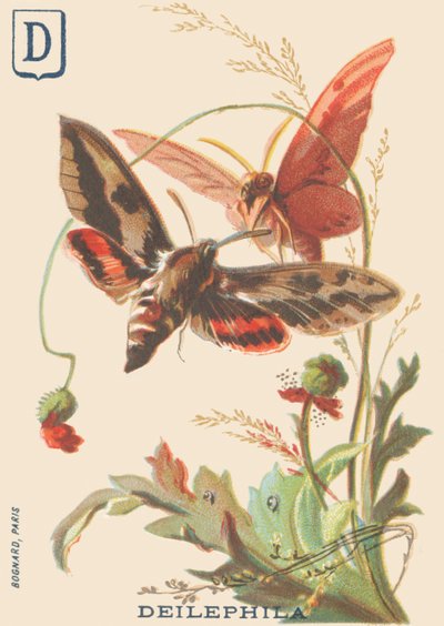D: Deilephila (Deilephila elpenor vagy a szőlő nagy szfinxe) alkotó: French School