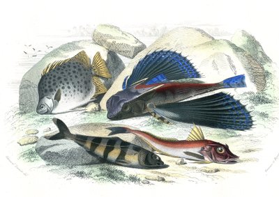Dactyloptere kalóz (Dactylopterus pirapeda) repülő hal, Chetodon argus (scatophagus argus), centronote pilote (echeneis naucrate), Trigle Lyre (Genicanthus Melanospilos) - Bernard Germain de Lacepede által a Histoire Naturelle-ből kivont lemez (1856-19) alkotó: French School