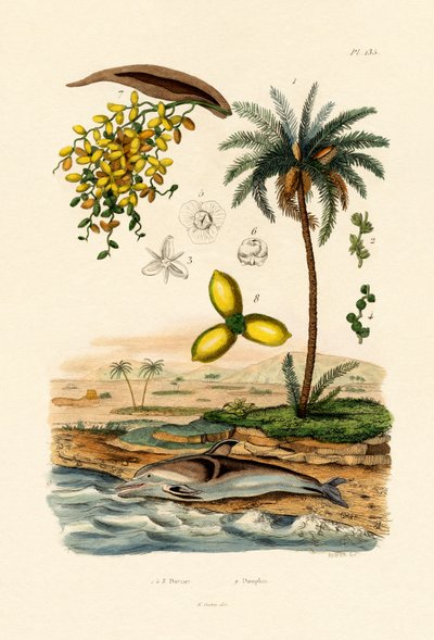 Datolyapálma, 1833-39 alkotó: French School