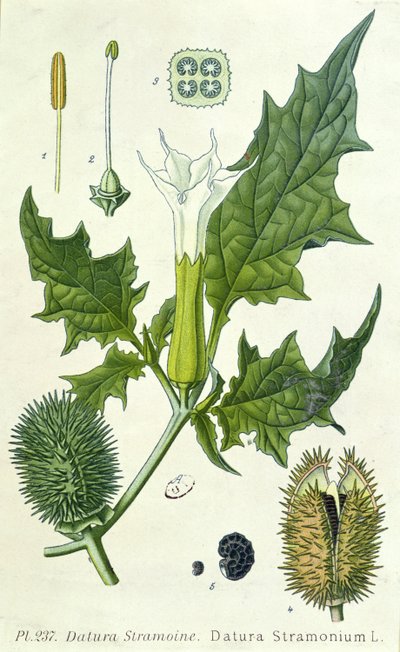 Datura stramonium, botanikai lemez alkotó: French School
