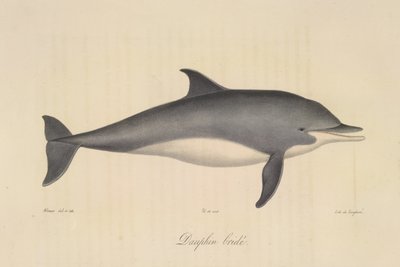 Kantáros delfin, az emlősök természetrajzából (színes litho) alkotó: French School