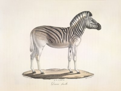 Dauw nőstény. A dél-afrikai csíkos quagga vagy Burchell-zebra (Asinus Burchellii), az emlősök természetrajzából (litho szín) alkotó: French School