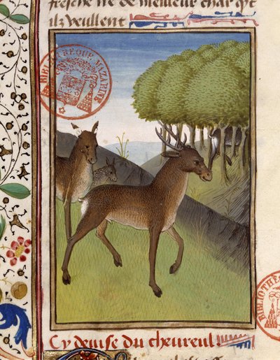 Szarvasok és szarvasok – a „” Gaston Phoebus, Foix grófja, Béarn ura” vadászkönyvében” alkotó: French School