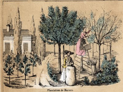 A termény és selyemtermékek leírása: muriers ültetés. „” la soie”” tábla in „” les Recreations instructives”” Jules DELBRUCK szinoptikus festménye, metszet 1860-ból. Magángyűjtemény. alkotó: French School
