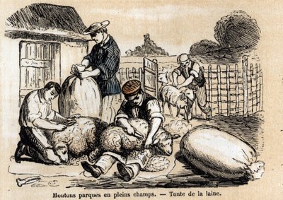 A juhok különféle felhasználási módjainak és termékeinek leírása: juhvágás. „” Les moutons”” tábla a „” les Recreations instructives”-ban” Jules DELBRUCK szinoptikus festménye, metszet 1860-ból. Magángyűjtemény. alkotó: French School