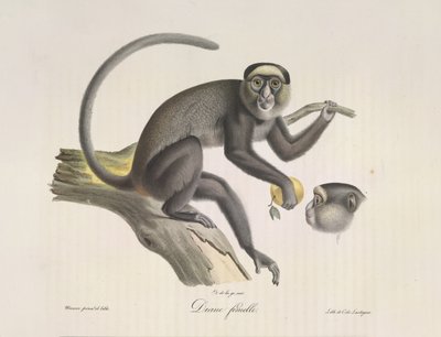 Diana, nőstény majom, az emlősök természetrajzából (színes litho) alkotó: French School
