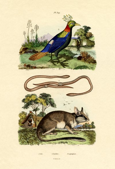 Dormouse, 1833-39 alkotó: French School