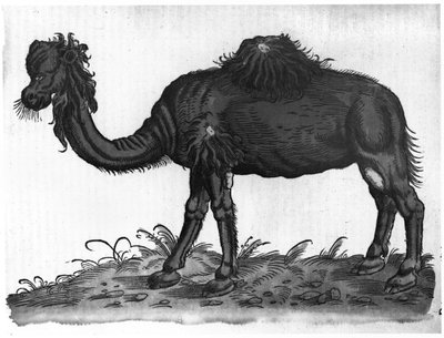 Dromedár, Conrad Gesner (1516-65) "Historial Animalium" című művéből 1551 alkotó: French School