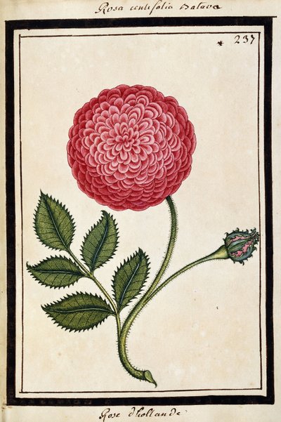Dutch Rose, 1700 körül (akvarell rajz, fekete kerettel) alkotó: French School