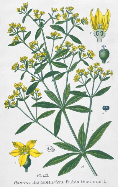 Dyers Madder (Rubia Tinctorum) alkotó: French School