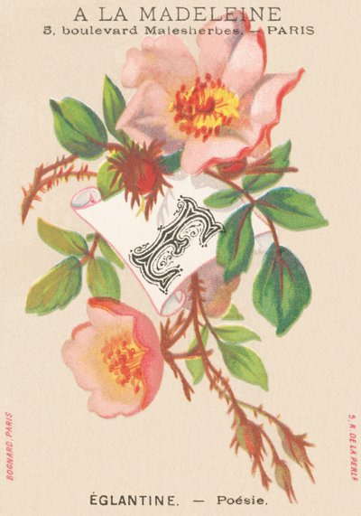 E: Eglantine – Költészet alkotó: French School