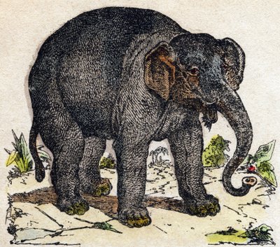 Elefánt. Metszet: „Alphabet des animaux sauvages””. 9. sorozat. Epinal, Pellerin, nyomdász-kiadó képei, 1870 körül. Metszetek fára, stencilezett. 16 oldal. Mérete: 20 x 15 cm. Magángyűjtemény alkotó: French School