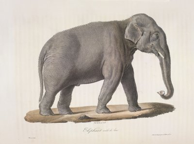 Ázsiai elefánt, az emlősök természetrajzából (színes litho) alkotó: French School