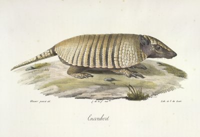 Encoubert, Armadillo, az emlősök természetrajzából (színes litho) alkotó: French School