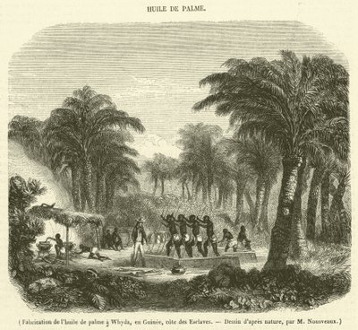 Pálmaolaj gyártása Whydában, Guineában, Rabszolgaparton (metszet) alkotó: French School