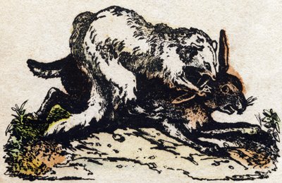 Vadászmenyét. Metszet: „Alphabet des animaux sauvages””. 9. sorozat. Epinal, Pellerin, nyomdász-kiadó képei, 1870 körül. Metszetek fára, stencilezett. 16 oldal. Mérete: 20 x 15 cm. Magángyűjtemény alkotó: French School