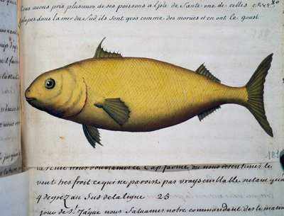 Tőkehal nagyságú hal, Isle De La Sante, akvarell Jacques Gouin de Beauchesne (1652-1730), a Compagnie royale de la Mer du Sud kapitánya naplójából, 1698-tól 1701-ig, Franciaország alkotó: French School