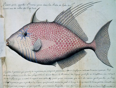 Bource nevű hal, Sao Vicente sziget, Zöld-foki-szigetek, akvarell naplóból Jacques Gouin de Beauchesne (1652-1730), a Compagnie royale de la Mer du Sud kapitánya, 1698-1701, Franciaország alkotó: French School