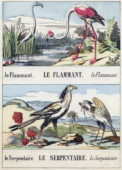 Láng és kígyó. Metszet "Buffon Alphabet des Oiseaux n 2". 3. Serie N 2. Epinal képalkotása, Epinal, 19. század vége. 16 oldal. Mérete: 28x21 cm alkotó: French School