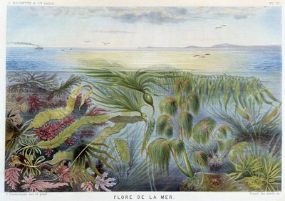 A tenger növényvilága - in: Alfred Fredol "Le Monde de la Mer", szerk. Párizs, Hachette. alkotó: French School