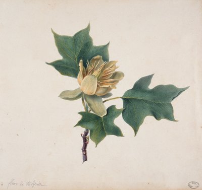 Tulipánfa virága alkotó: French School