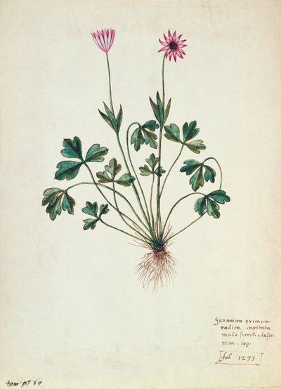 Fol.1275 Geranium (wc papíron) alkotó: French School