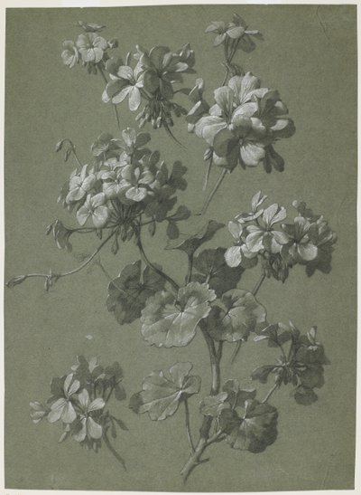 Muskátli (Pelargonium sp.), 1800 körül (szén és fehér kréta, zöld szövés) alkotó: French School