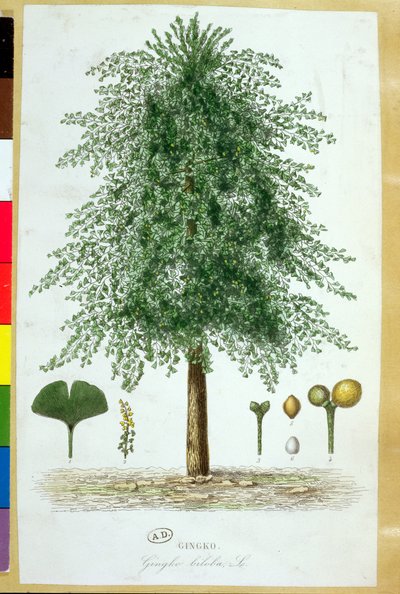 Ginkgo biloba fa alkotó: French School