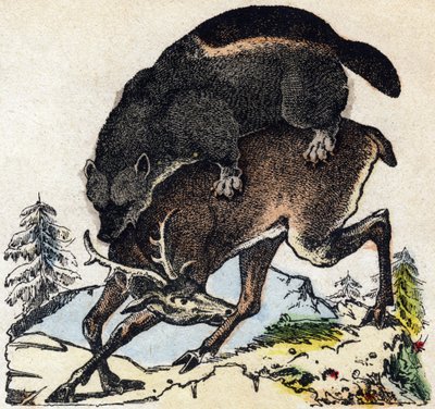 Falánkság. Metszet: „Alphabet des animaux sauvages””. 9. sorozat. Epinal, Pellerin, nyomdász-kiadó képei, 1870 körül. Metszetek fára, stencilezett. 16 oldal. Mérete: 20 x 15 cm. Magángyűjtemény alkotó: French School
