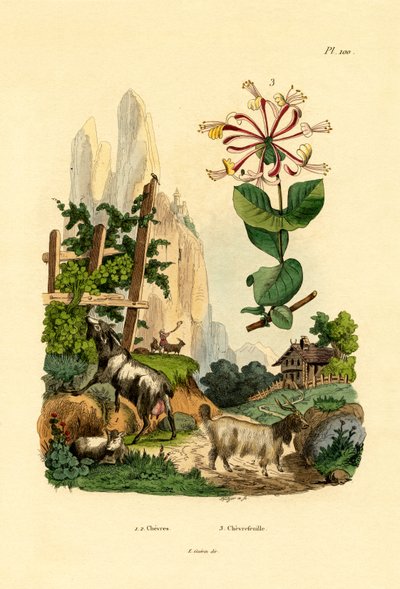 Kecske, 1833-39 alkotó: French School