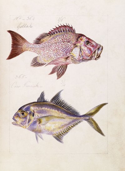 Golla stb., 1850 körül alkotó: French School