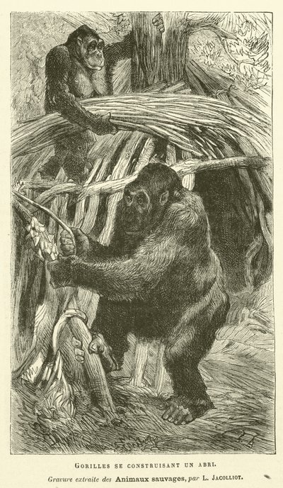 Menedéket építő gorillák (metszet) alkotó: French School