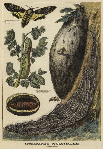 Ártalmas rovarok: Deaths Head Hawkmoth alkotó: French School
