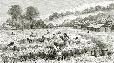 Coca betakarítása, Peru, illusztráció a Le Tour du Monde magazinból, 1877 alkotó: French School