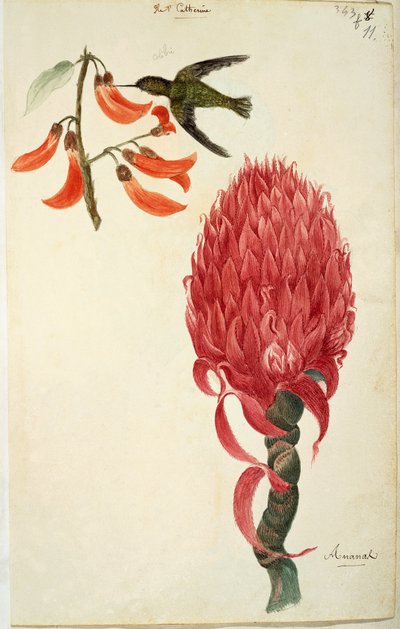 Kolibri (Trochilidae) és ananász (Ananas comosus), Lejeune alkotó: French School