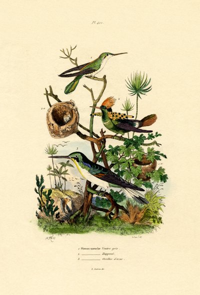 Kolibri, 1833-39 alkotó: French School