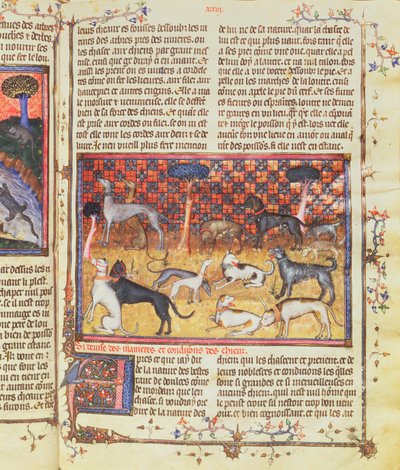 III. Gaston, Foix Phebus, a vadász grófja, vadászkutyák (1331-91), Livre de la Chasse, 1387-89 (gouache, pergamen) alkotó: French School