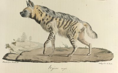 Hiéna, csíkos hiéna, az emlősök természetrajzából (színes litho) alkotó: French School
