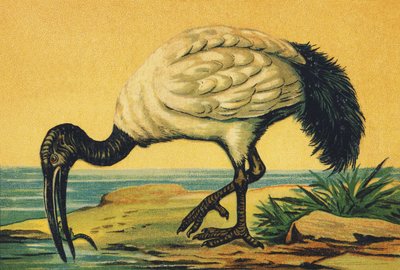 Én mint Ibis alkotó: French School