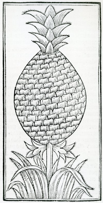 Illusztráció az Indiák természetrajzából, Gonzalo Fernández de Oviedo (1478–1557) alkotó: French School