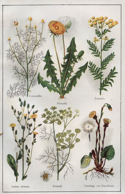 Illusztráció Dr. H.M.Menier "Mon docteur - Traite de Medecine et d