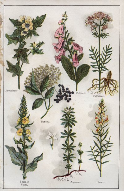 Illusztráció Dr. H.M.Menier "Mon docteur - Traite de Medecine et d