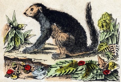 Indri (lemúriai). Metszet: „Alphabet des animaux sauvages””. 9. sorozat. Epinal, Pellerin, nyomdász-kiadó képei, 1870 körül. Metszetek fára, stencilezett. 16 oldal. Mérete: 20 x 15 cm. Magángyűjtemény alkotó: French School