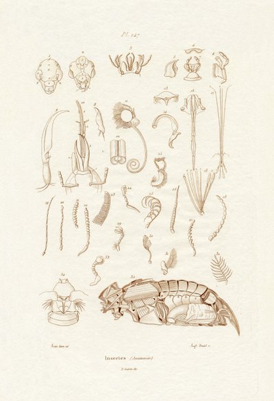 Rovarok, 1833-39 alkotó: French School