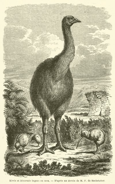 Kiwi és Dinormis hatalmas ou moa (metszet) alkotó: French School