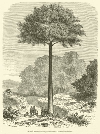A tejfa, Brosimum galactodendron (metszet) alkotó: French School