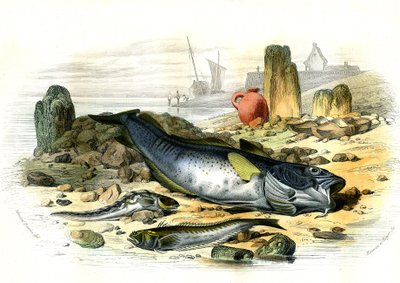 La Blennie Ovipare (Blennius viviparus), en bas la trachine vive et le gad cod - Plate extracted from Histoire Naturelle by Bernard Germain de Lacepede (1856-1925), edition P.Furme, Paris alkotó: French School