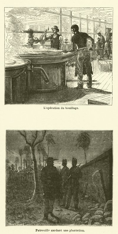Cukornád (metszet) alkotó: French School