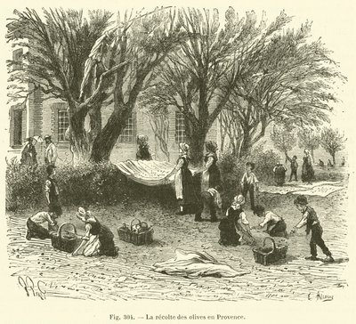 Olajbogyó betakarítás Provence-ban (metszet) alkotó: French School